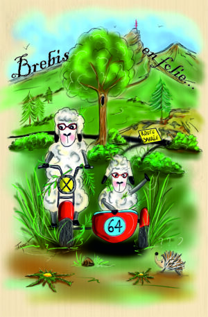 Pyrénées Atlantiques - Brebis en folie